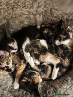 Mixed Breed cats Beautiful kittens ready for new loving homes - Advert 3