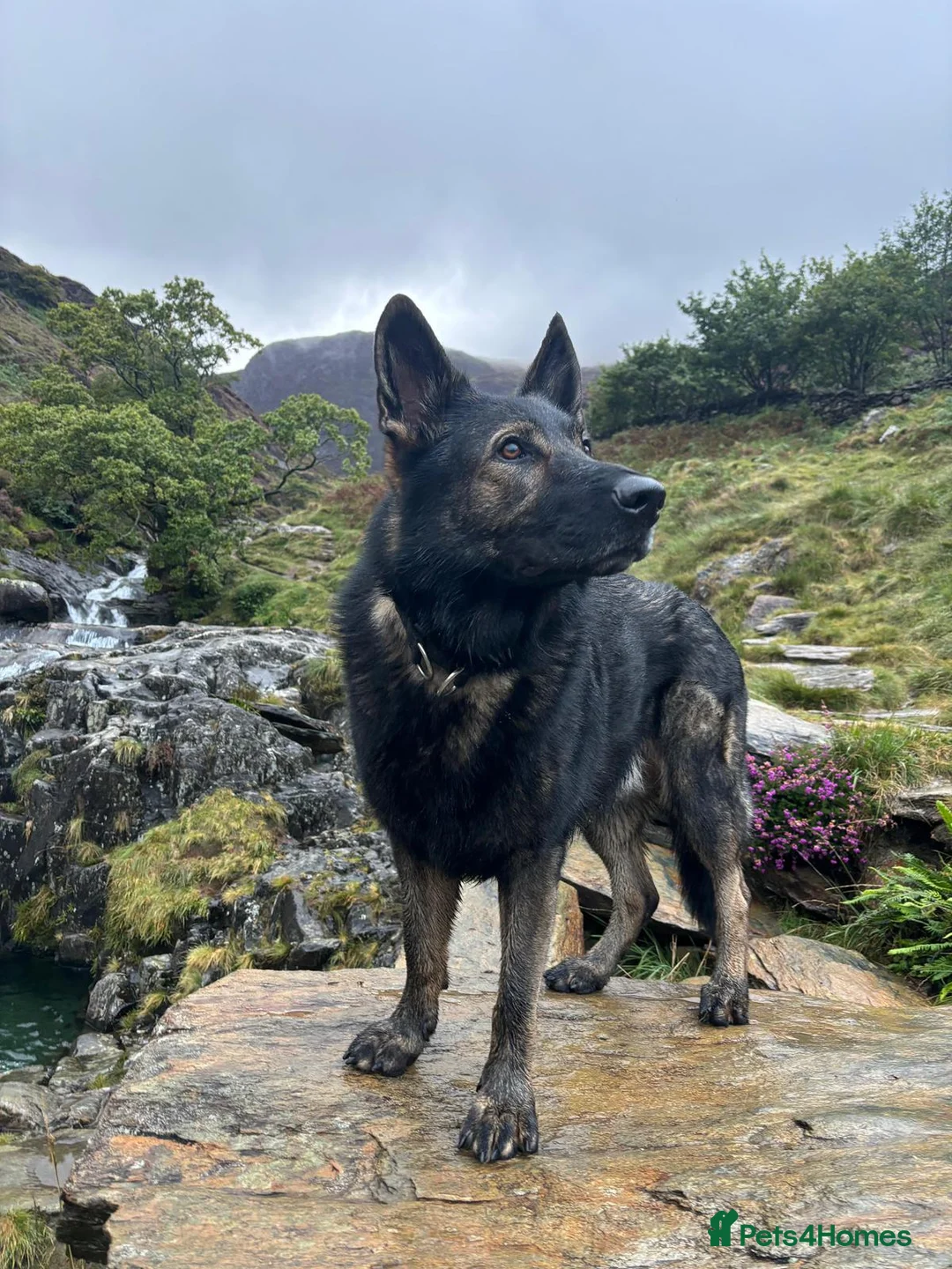 German Shepherd dogs for stud: German Shepherd (Czech Import) DDR - WORKING BREED - Advert 1