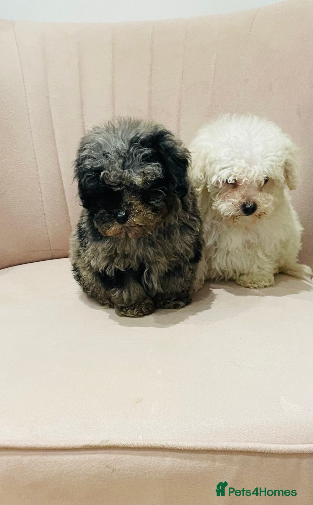 Cavapoo dogs for sale: F1b teddy bear Cavapoo puppies - Advert 10