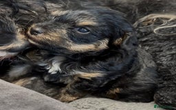 Yorkiepoo dogs for sale: 1x Yorkiepoo F2 Girl Puppy remaining  - Image 11