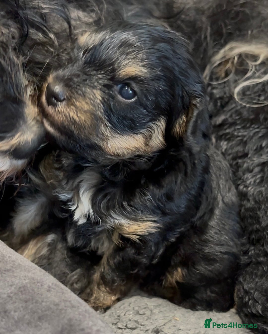 Yorkiepoo dogs for sale: 1x Yorkiepoo F2 Girl Puppy remaining  - Image 11