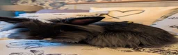 Mini Lion Lop rabbits for sale: Pair of bonded female mini lion lops in Pontefract - Advert 9