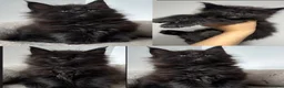 Maine Coon cats for sale: XXL RUSSIAN MAINE COON KITTENS - Advert 13