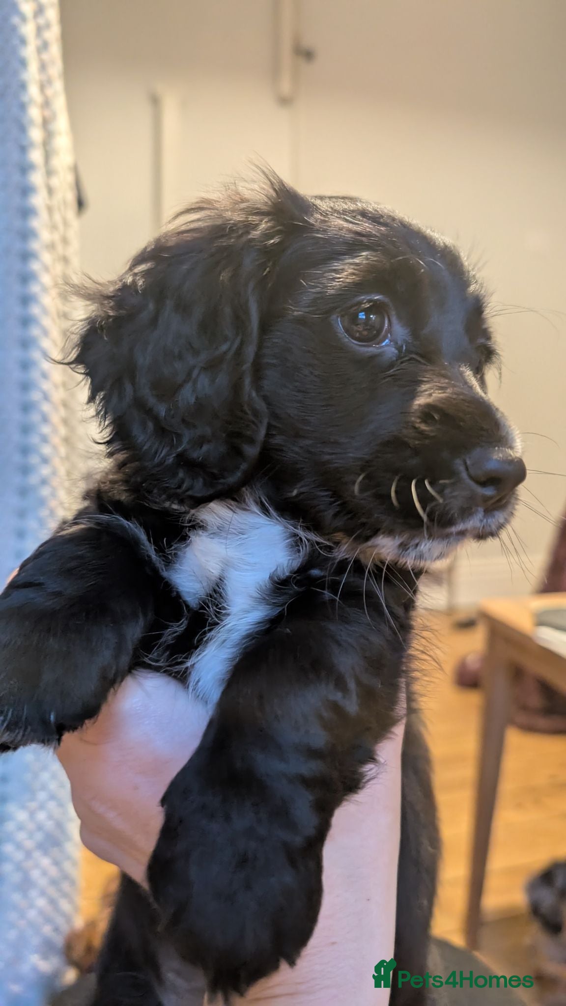 Mixed Breed dogs Last girl Dachshund X shihpoo/cockapoo Pup - Advert 15