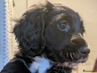 Mixed Breed dogs Last girl Dachshund X shihpoo/cockapoo Pup - Advert 6