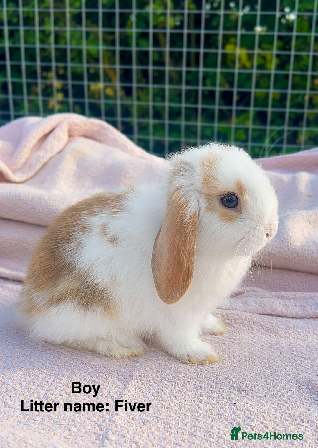 Mini Lop rabbits for sale: Mini lop bunnies  - Image 18