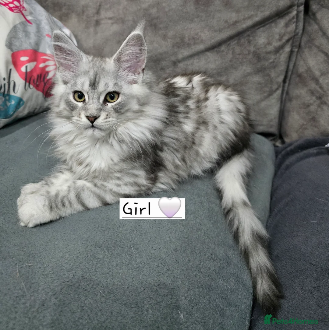 Maine Coon cats for sale: Pedigree TICA Maine Coon kittens READY  - Advert 29