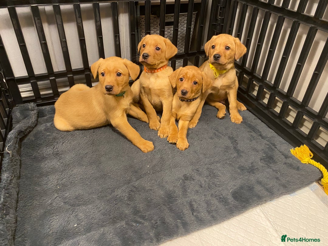 Labrador Retriever dogs for sale: KC Registered Labrador Male Pups READY NOW  - Advert 10