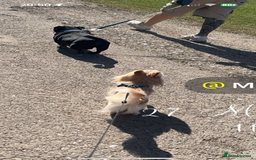 Mixed Breed dogs for sale: Milky - Image 3