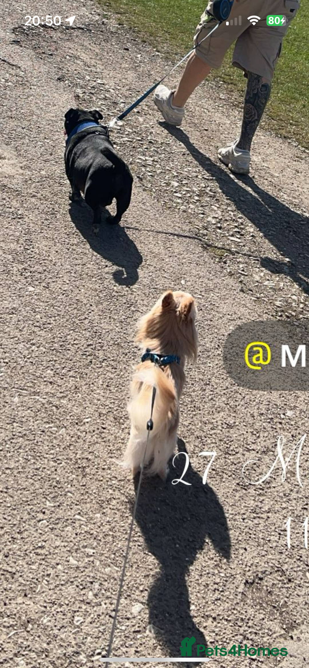 Mixed Breed dogs for sale: Milky - Image 3