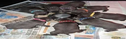 Staffordshire Bull Terrier dogs for sale: £1950 ONO Ready Champion blood line best inBritain - Advert 5