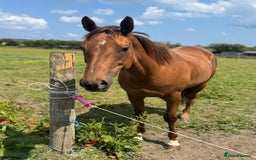 English Thoroughbred horses for sale: Trixie tb 6 years old  - Image 1