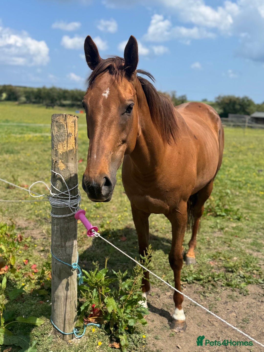 English Thoroughbred horses for sale: Trixie tb 6 years old  - Image 1