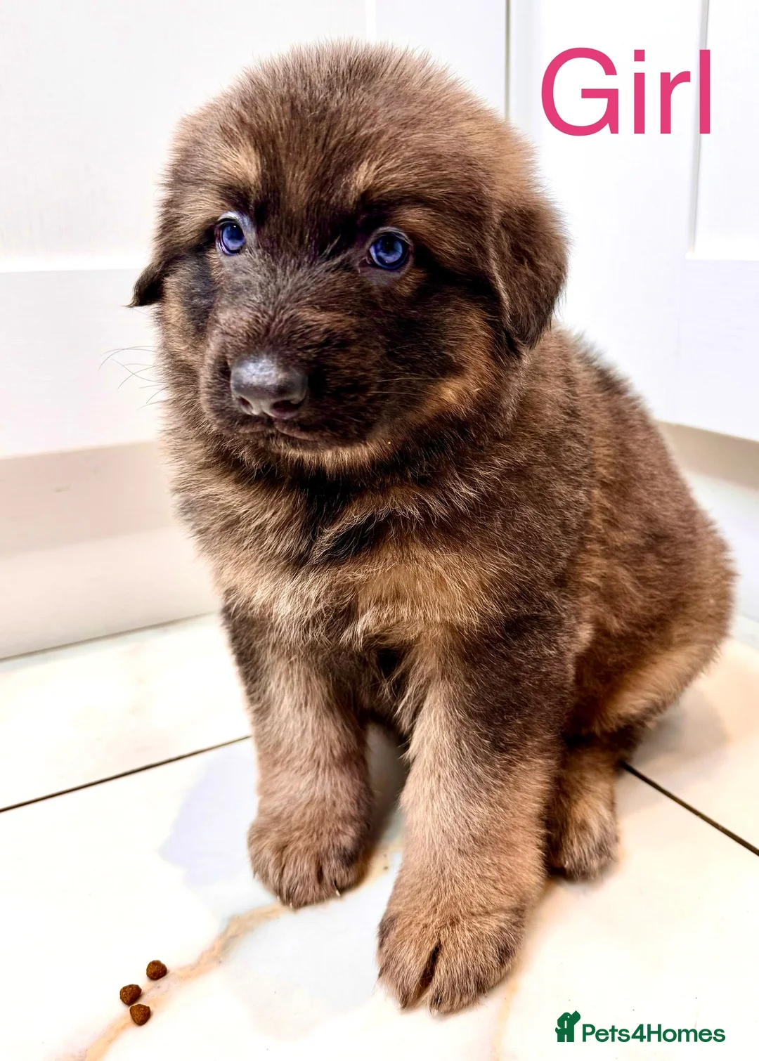 German Shepherd dogs for stud: stud only in Harwich - Advert 8