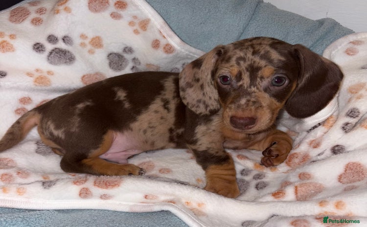 Miniature Dachshund dogs - Advert 1