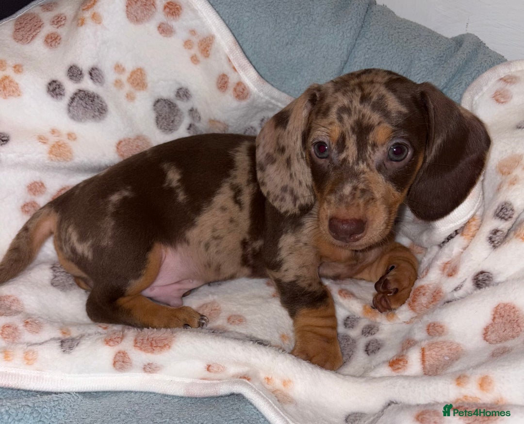Miniature Dachshund dogs for sale: 4 Dachshund Puppies - Image 1