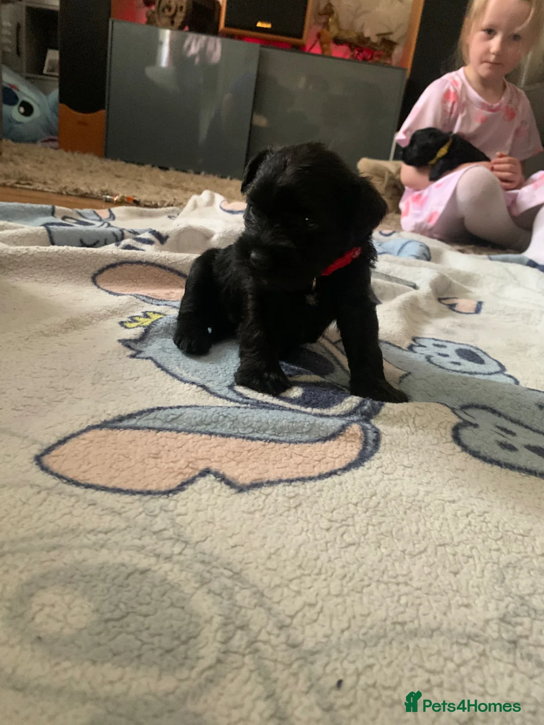 Miniature Schnauzer dogs for sale: 6 amazing family reared miniature schnauzers  in Pontefract - Advert 2