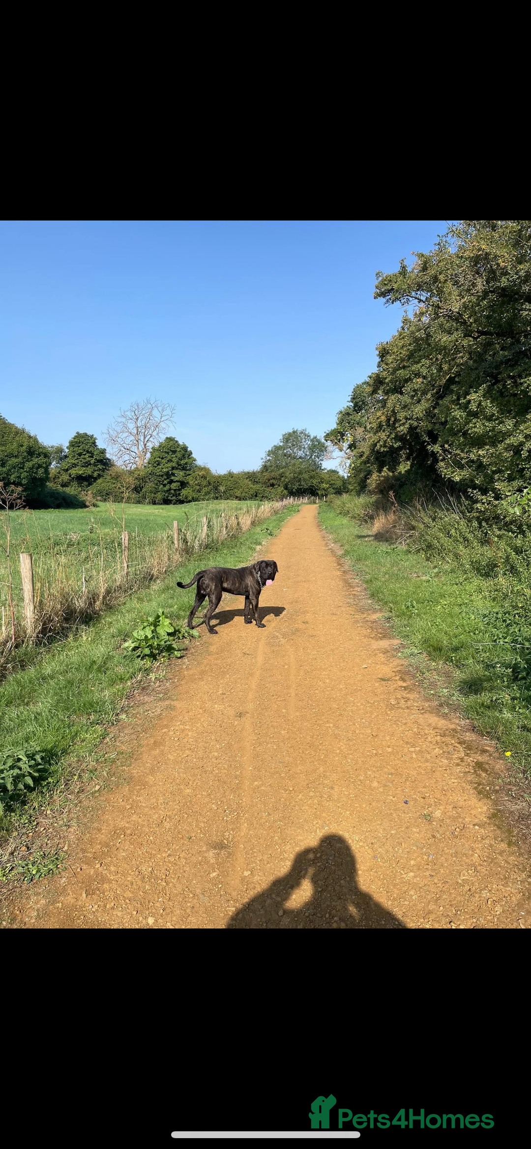 Presa Canario dogs for sale: Presa canario 4 years old  - Advert 9