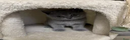 British Shorthair cats for sale: SOLD Only one Purebred Britishshorthair girls  - Advert 17