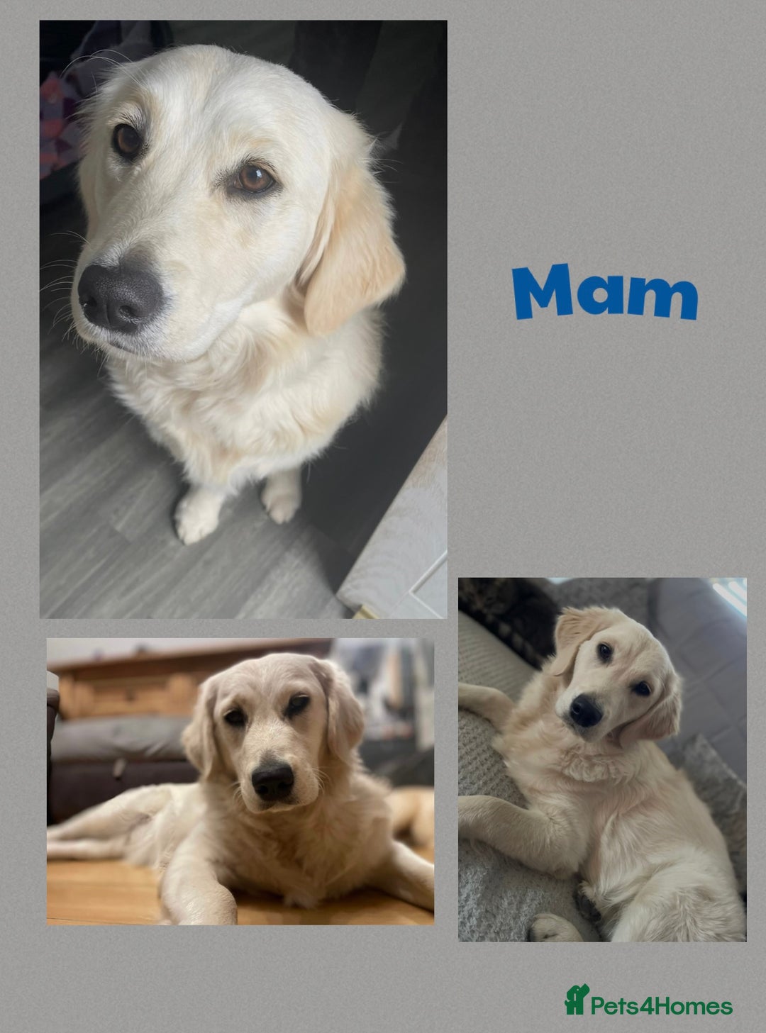 Golden Retriever dogs for sale: Golden retriever puppys - Image 8