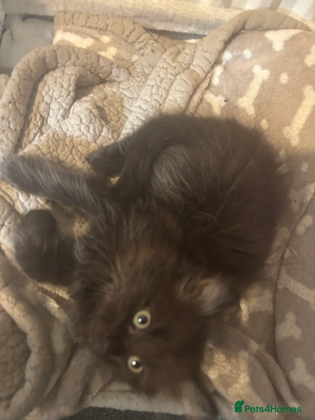Mixed Breed cats for sale: Russian blue x long haired kittens ready  in Derby - Advert 2