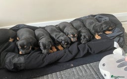 Mixed Breed dogs for sale: 7 Dachshund x jack russel puppies  - Image 5