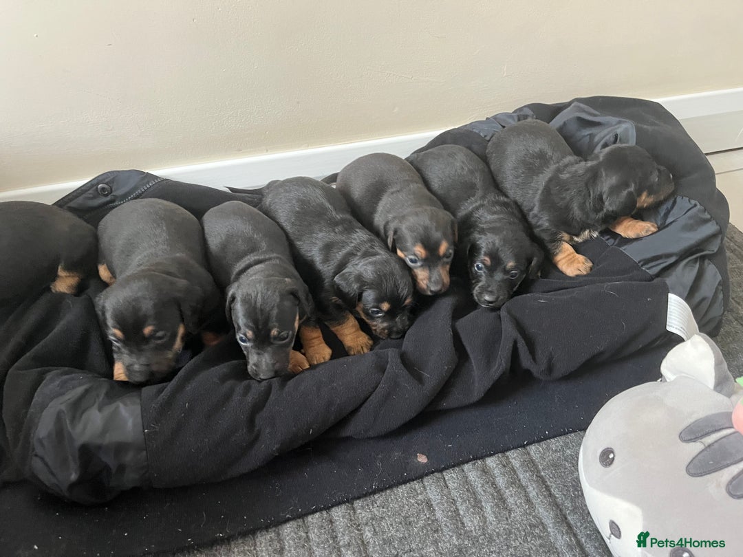 Mixed Breed dogs for sale: 7 Dachshund x jack russel puppies  - Image 5