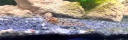 Shrimps fish for sale: Neocardina Wild Shrimp in South Shields - Advert 2