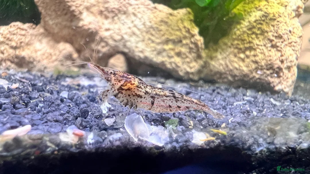Shrimps fish for sale: Neocardina Wild Shrimp in South Shields - Advert 2