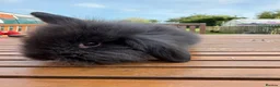 Mini Lion Lop rabbits for sale: 4 baby mini lion lop bunnies - Advert 15