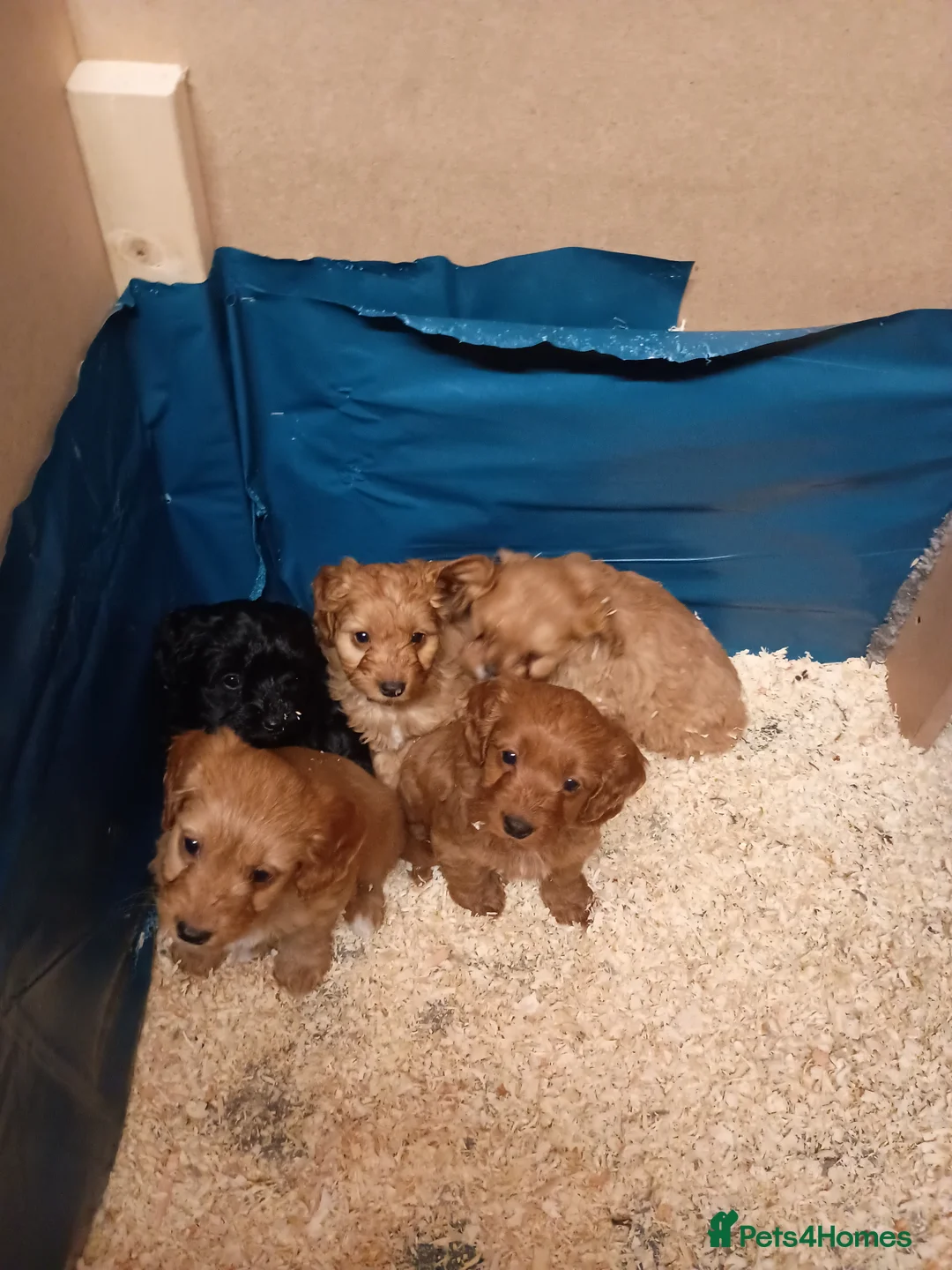 Cockapoo dogs for sale: Cockapoo puppies  in Sandhurst - Advert 2