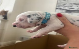 Dalmatian dogs for sale: 6 Beautiful Chunky Dalmatians born 27/5/25 in Stafford - Image 16