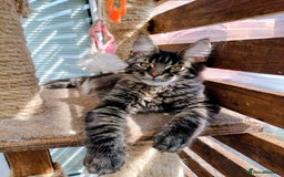 Maine Coon cats for sale: Maine coon purebred Xl - Image 23
