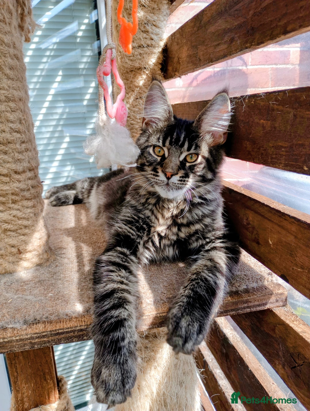 Maine Coon cats for sale: Maine coon purebred Xl - Image 23