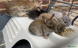 Netherland Dwarf rabbits for sale: Gorgeous Netherland Dwarf Rabbits - Available now - Image 7