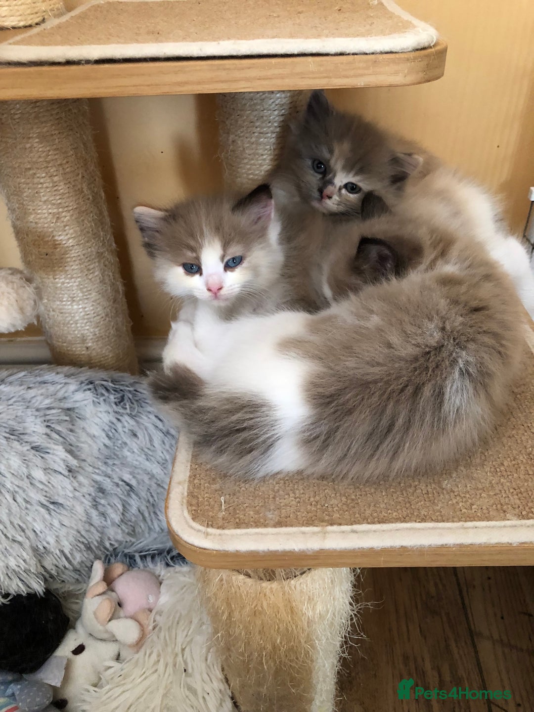 Ragdoll cats for sale: Tica Mink & Sepia Cherubim Ragdoll kittens. 2girls - Image 11