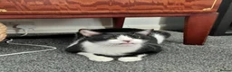 Mixed Breed cats for adoption: Indoor boy, Calm and Gentle Zack  in Norwich - Advert 3