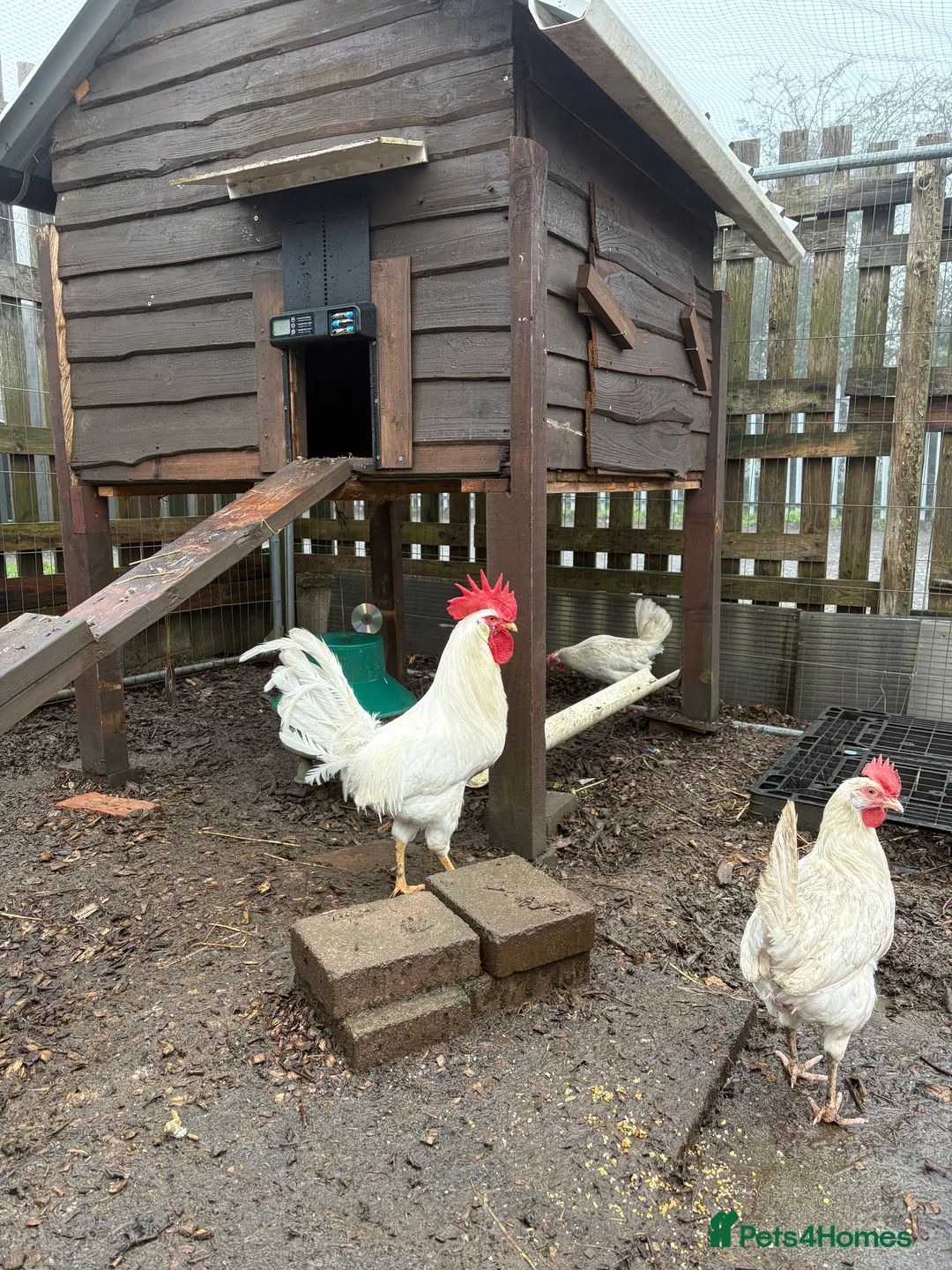 Mixed Breed birds for sale: White star hatching eggs - Advert 2
