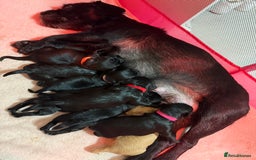 Mixed Breed dogs for sale: chunky litter of French bulldog cross cockapoo - Advert 13