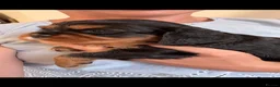 Cavalier King Charles Spaniel dogs for sale: KC registered parents/DNA tested. - Advert 12