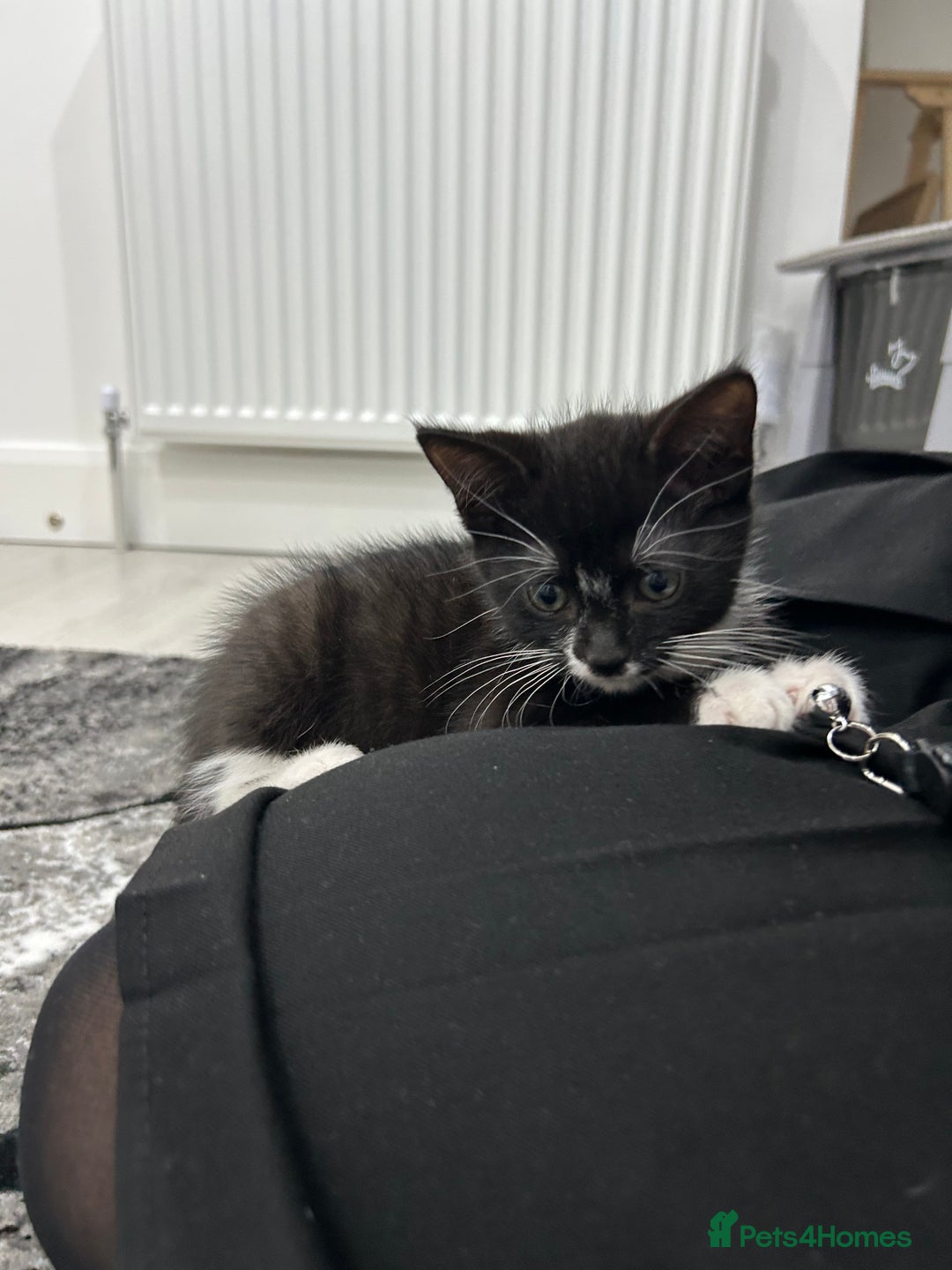 Mixed Breed cats for sale: 8 Week Old Kitten - Advert 4