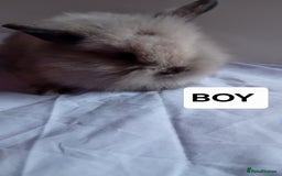 Lionhead rabbits for sale: Pure bred double main Lionhead Rabbits  - Image 5