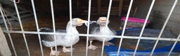 Geese poultry for sale: two Toulouse ganders - Advert 1