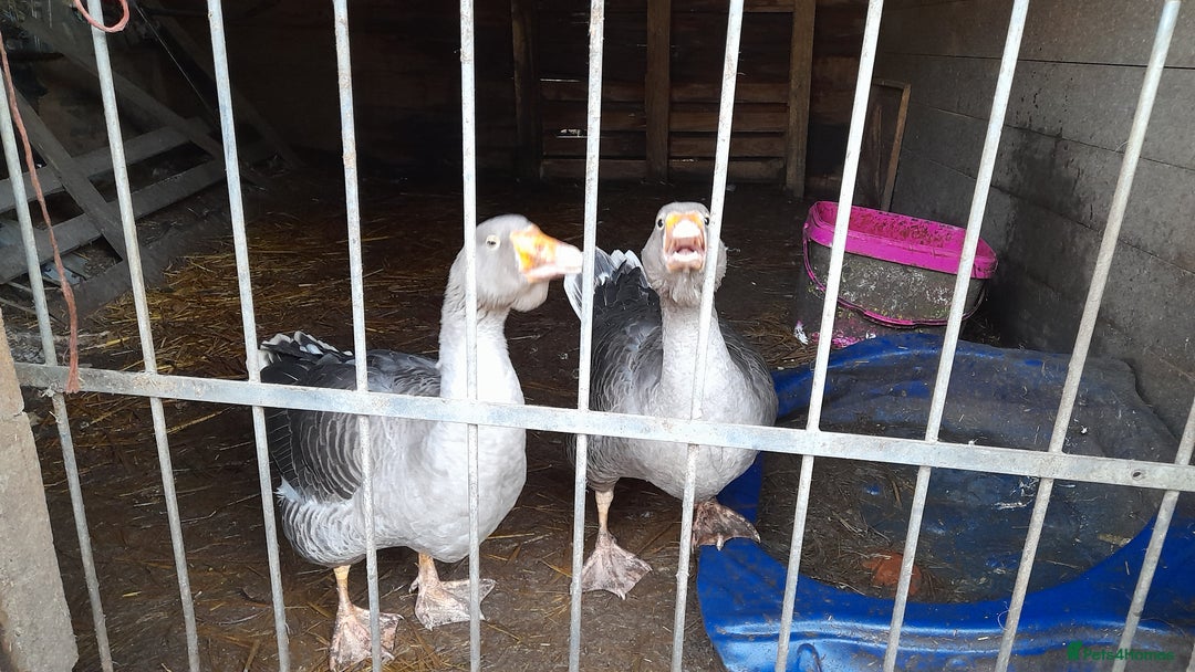 Geese poultry for sale: two Toulouse ganders - Advert 1