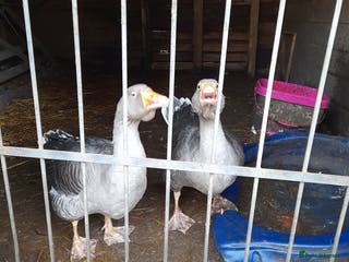Geese poultry two Toulouse ganders - Advert 20