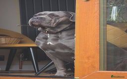 Cane Corso dogs for sale: last female cane corso pup left - Image 2