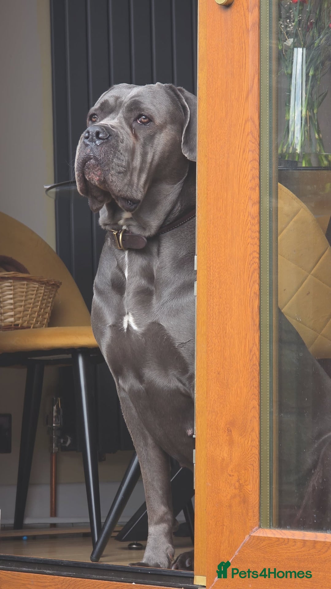 Cane Corso dogs for sale: last female cane corso pup left - Image 2