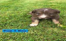 Mixed Breed dogs for sale: Bearded collie x welsh border collie - Image 5