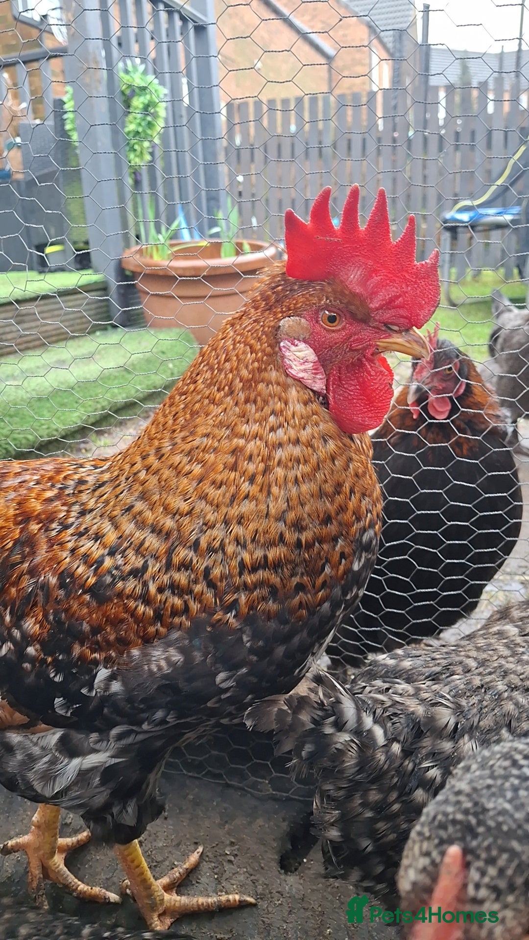 Chickens poultry Cockerel - Advert 21