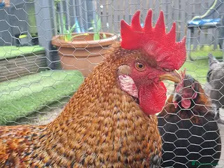 Chickens poultry Cockerel - Advert 21